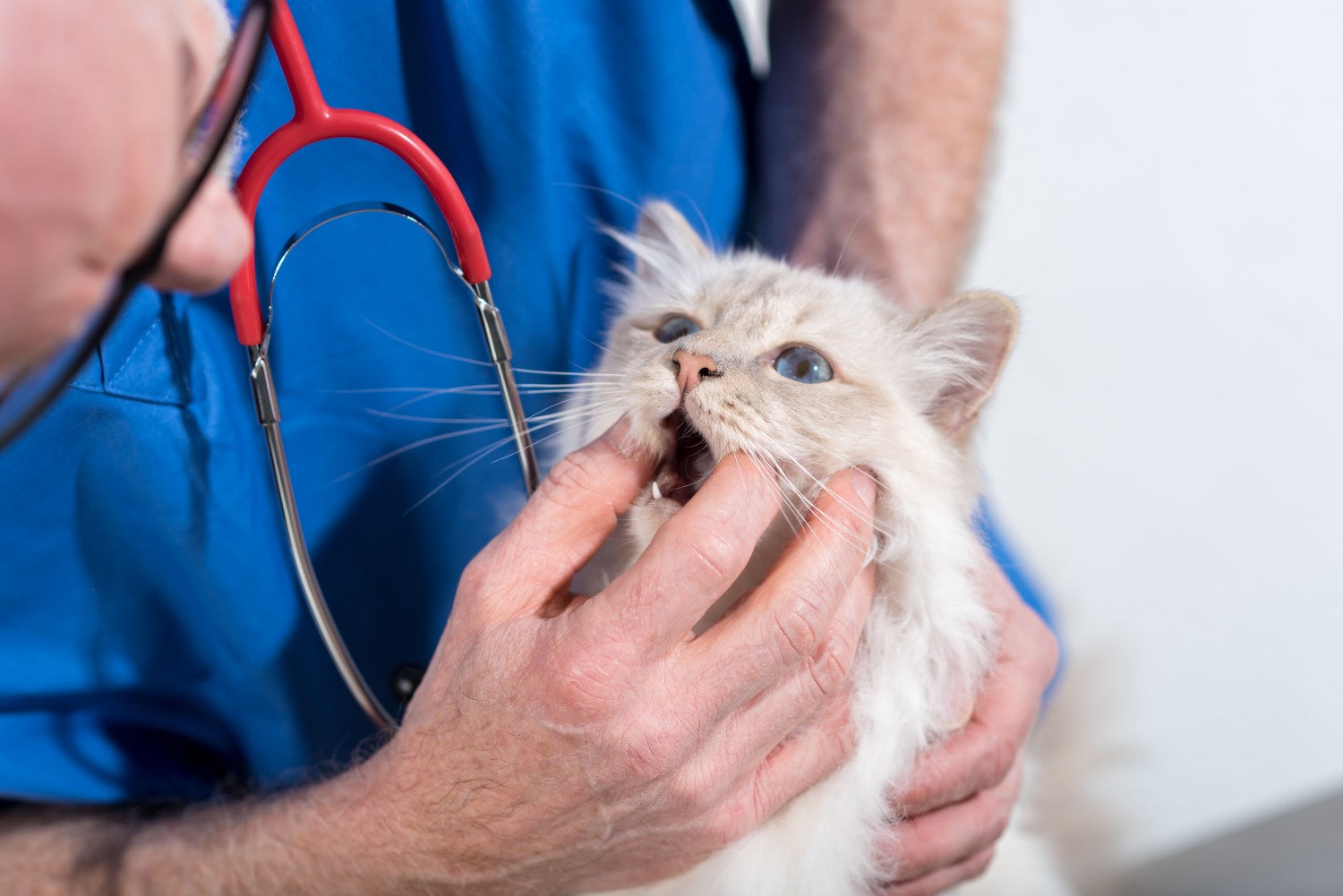 Dental Care - Central Park Veterinary Clinic