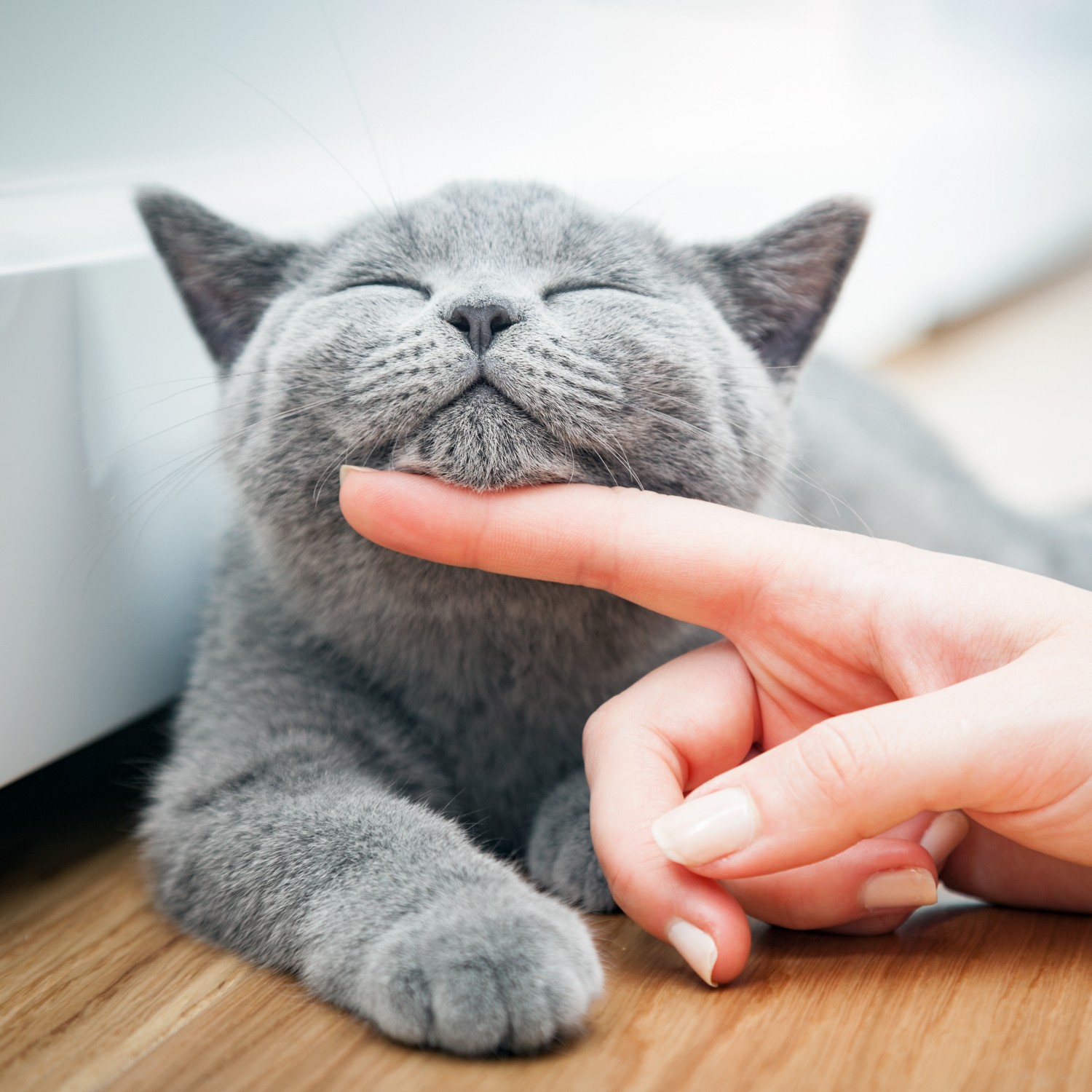 Cat Chin Rubs - Central Park Veterinary Clinic