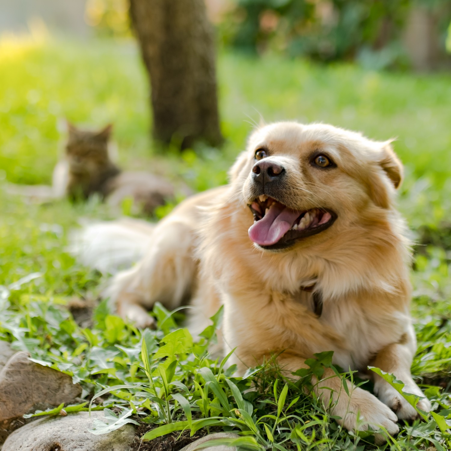 Dog and Cat in Grass - Central Park Veterinary Clinic