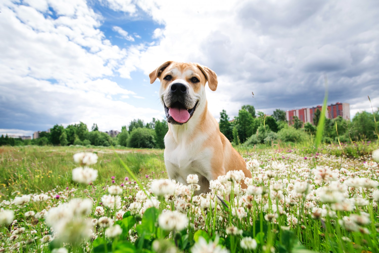 Microchipping - Central Park Veterinary Clinic