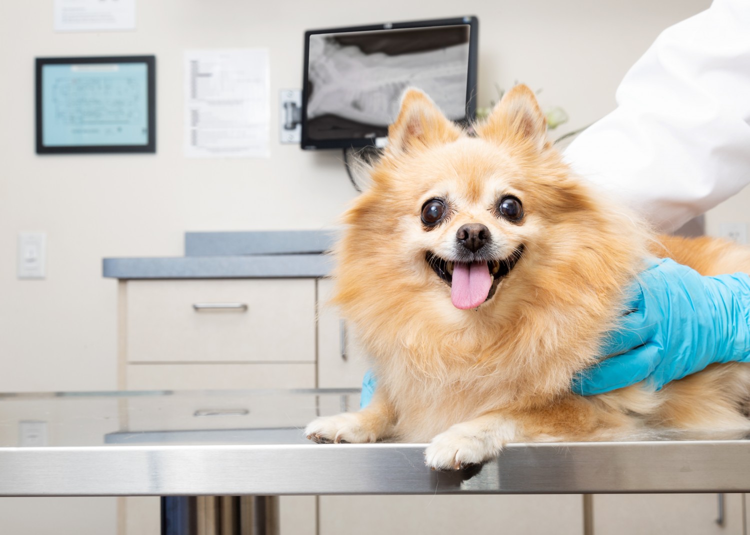Radiology / Ultrasound - Central Park Veterinary Clinic