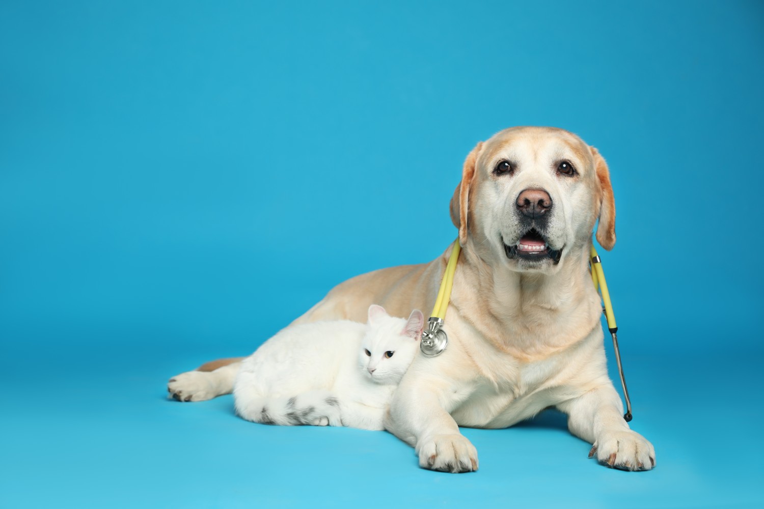 Surgery Image - Central Park Veterinary Clinic