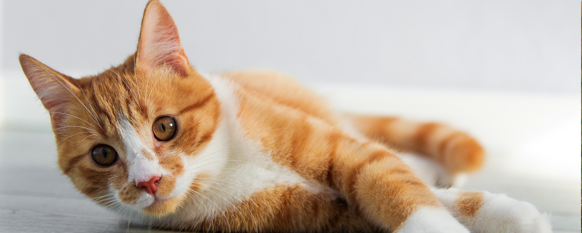 Orange Cat Header