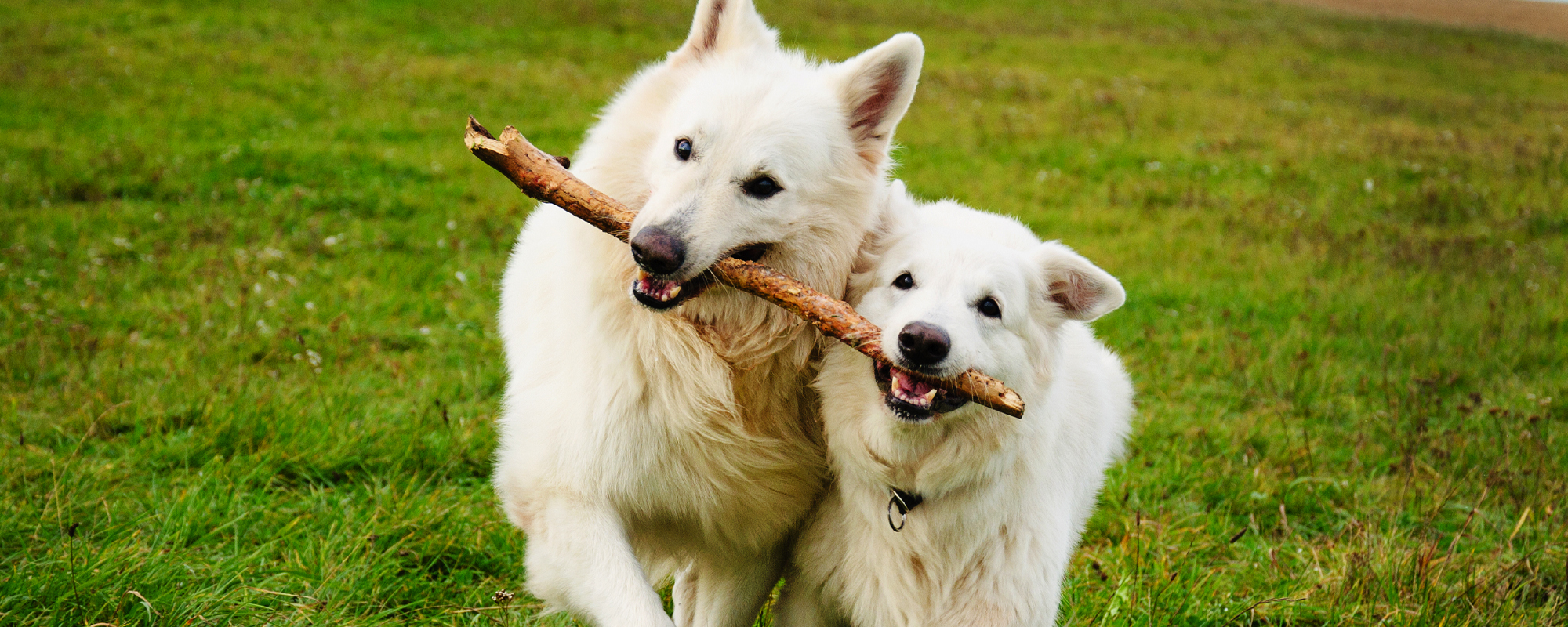 Two Dogs With Stick Header